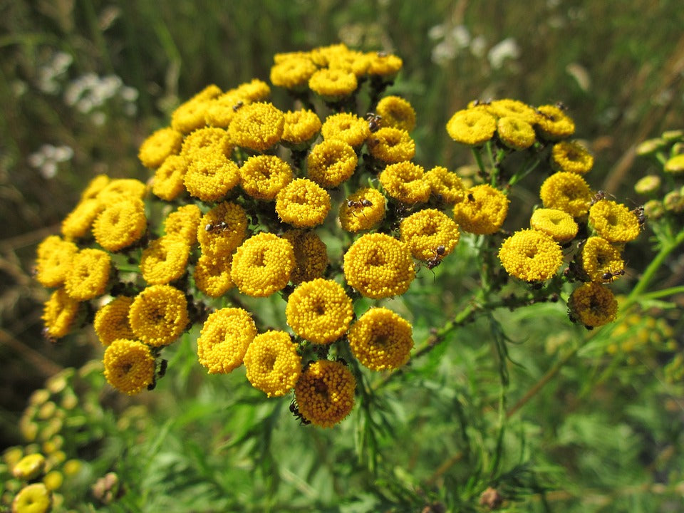 Tansy (Common)