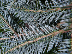 Fir Needle (Siberian Silver)