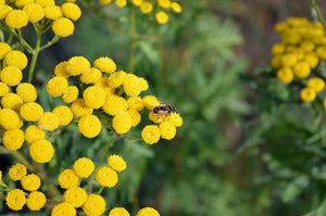 Tansy (Blue)