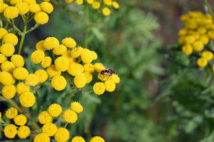 Tansy (Blue)