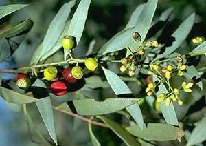 Sandalwood (Australia)