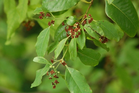 Sandalwood (India)