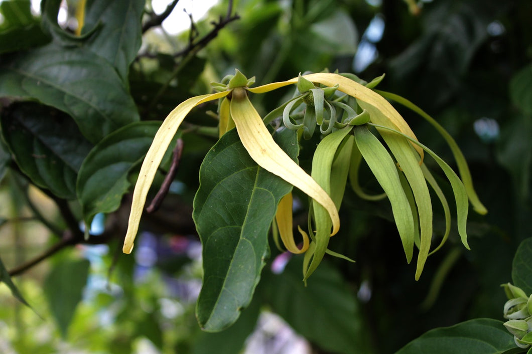 Ylang Ylang (Complete)